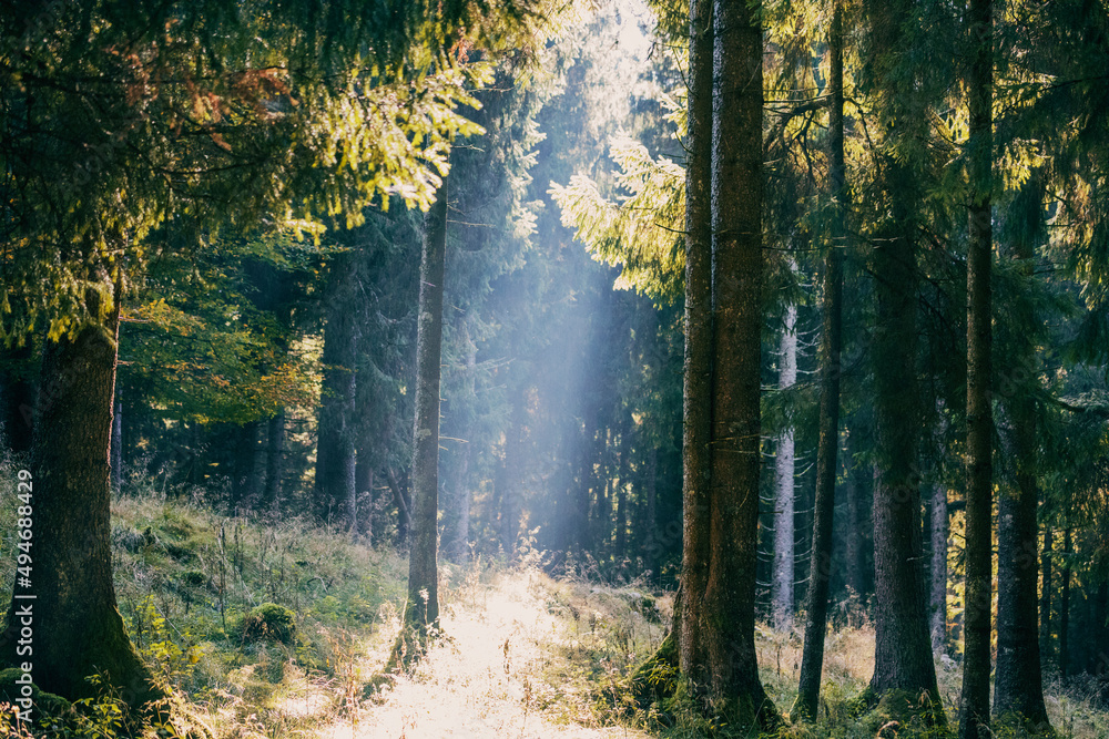 Obraz premium morning in the woods