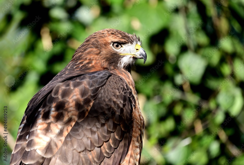 Porträt eines Rotschwanzbussards (Buteo jamaicensis), Red-tailed hawk. Porträt eines Rotschwanzbussards (Buteo jamaicensis), Red-tailed hawk.