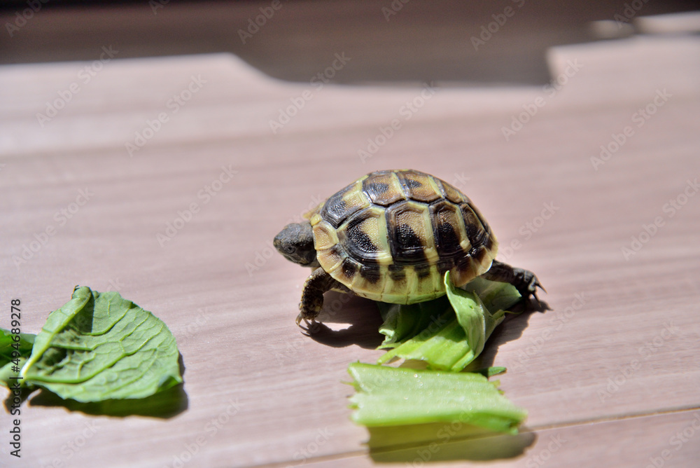 ヘルマンリクガメの春の散歩(Hermann's tortoise is walking) ヘルマンリクガメの春の散歩(Hermann's tortoise is walking)