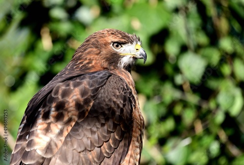 Portr  t eines Rotschwanzbussards  Buteo jamaicensis   Red-tailed hawk.