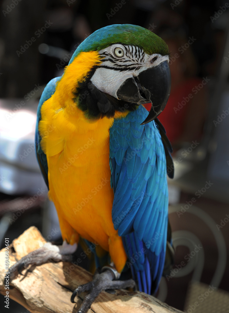 A Parrot in Funchal, Madeira.