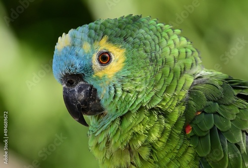 Porträt einer Venezuela-Amazone (Amazona amazonica), Orange-winged amazon. © Eckhard