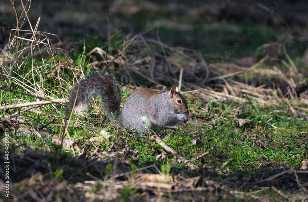 Grey Squirrel looking for its nuts Grey Squirrel looking for its nuts