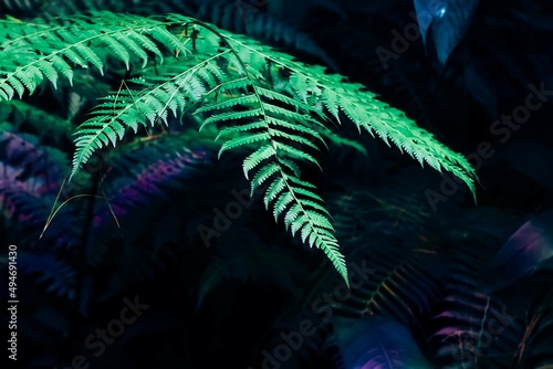 Beautiful fern leaves glowing at night with dark background