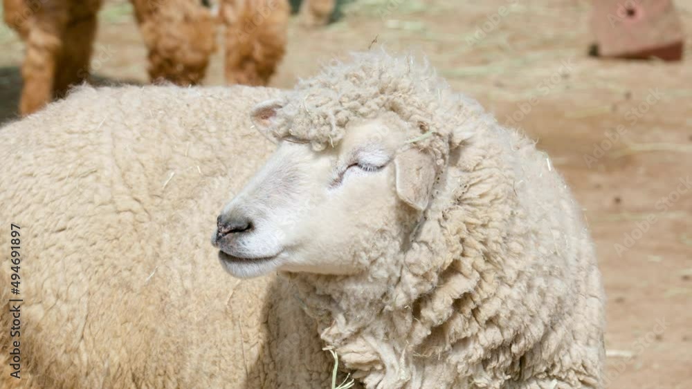 Sheep In A Village Farm During Sunny Daytime. Close Up Sheep In A Village Farm During Sunny Daytime. Close Up