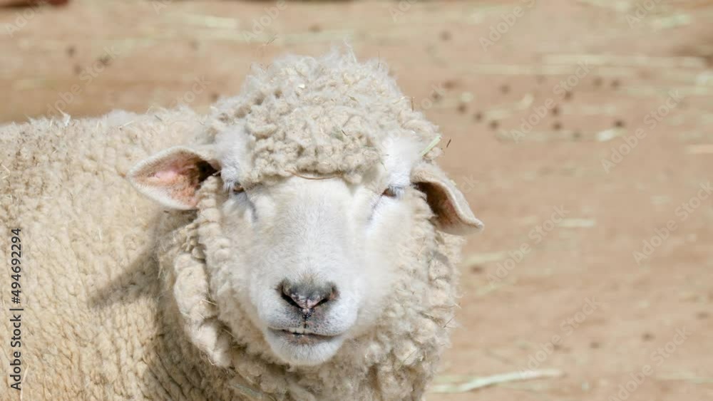 Young Sheep Furry Animal In A Farmyard On Sunny Day. Close Up Young Sheep Furry Animal In A Farmyard On Sunny Day. Close Up