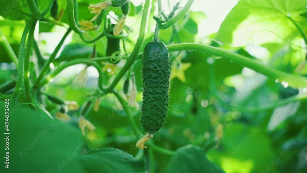 Close up fresh cucumber in home greenhouse Close up fresh cucumber in home greenhouse