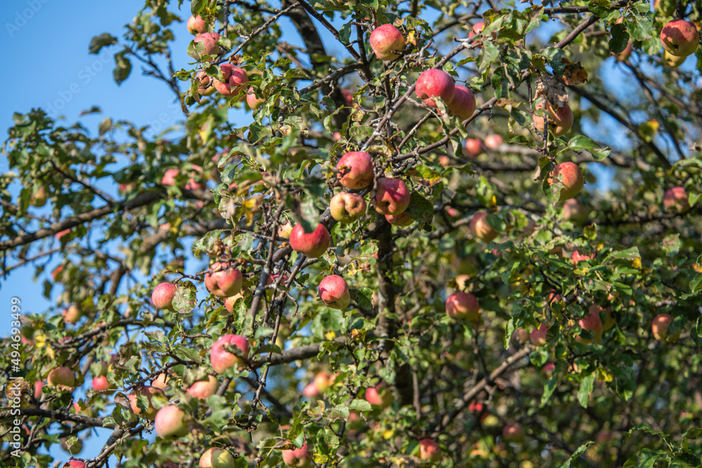 Wild apples on a tree in the abandoned orchard