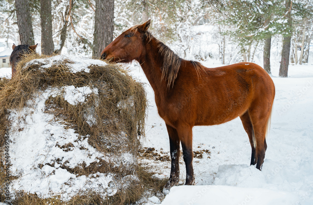 Horses eat hay dry winter snow mountain Horses eat hay dry winter snow mountain