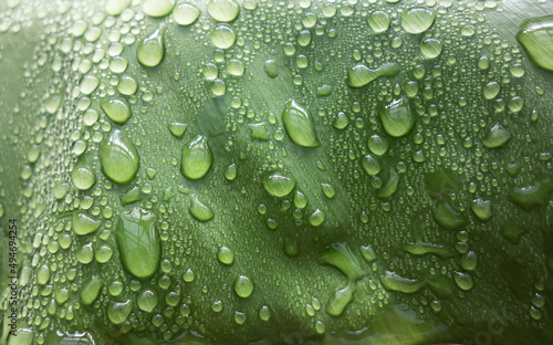 Raindrops on the surface of a green leaf close-up