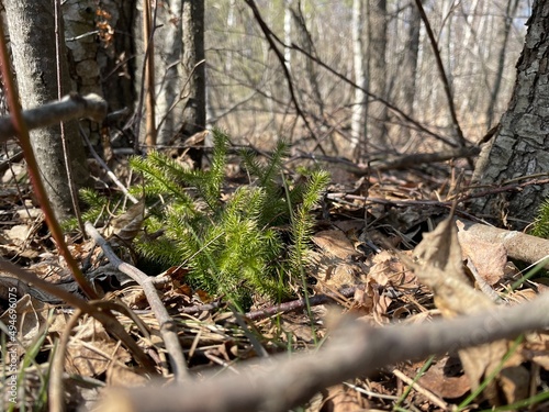 forest in spring