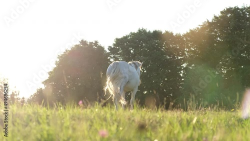 Beautiful white horse walks on a green meadow at sunset. Beautiful cinematic frame photo