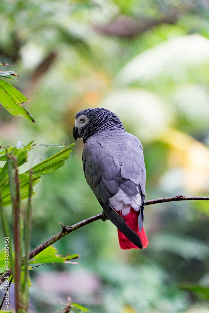 African Grey Parrot on a branch . African Grey Parrot on a branch .