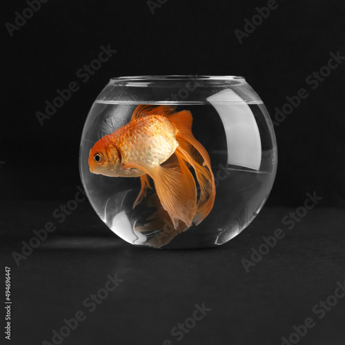 Goldfish in the aquarium
