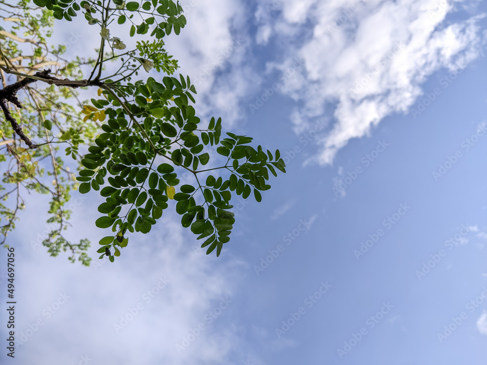 Obraz premium Leaves with background sky