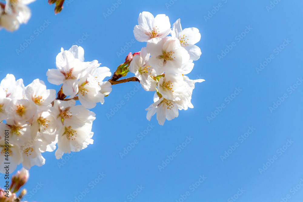 桜と青空 桜と青空