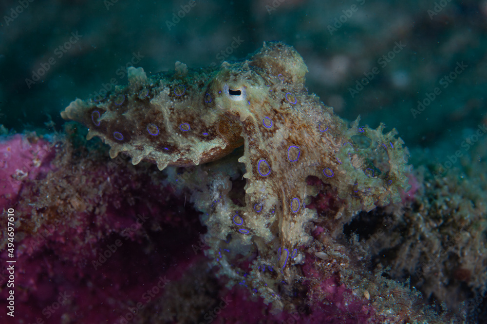 A Bluering octopus, Hapalochlaena sp., crawls across the seafloor of