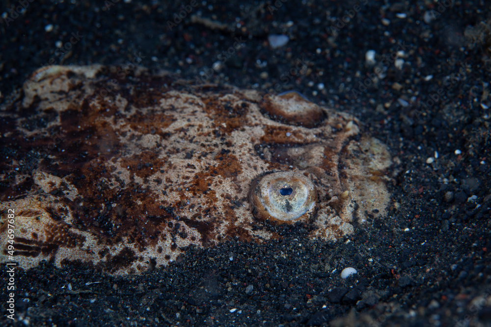A Reticulate Stargazer, Uranoscopus sp., lies in the sandy seafloor of Lembeh Strait, Indonesia. This species is a classic ambush predator and attracts prey with its tongue that looks like a worm.