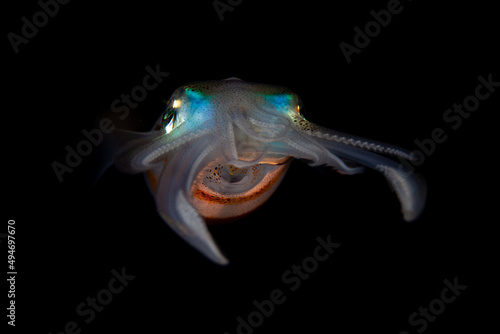 A Bigfin reef squid, Sepioteuthis lessoniana, hovers in the dark waters of Indonesia hunting for small fish. These beautiful cephalopods are nocturnal and are usually found near coral reefs.