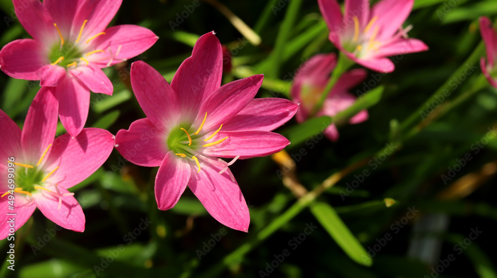Zephyranthes Lily Flower. Commonly known as pink rain lily, fairy lily, zephyr lily, and pink magic, the cuban zephyr ,rosy rain, or little witches. Family - Amaryllidaceae. Atanasco flower. Zephyranthes Lily Flower. Commonly known as pink rain lily, fairy lily, zephyr lily, and pink magic, the cuban zephyr ,rosy rain, or little witches. Family - Amaryllidaceae. Atanasco flower.