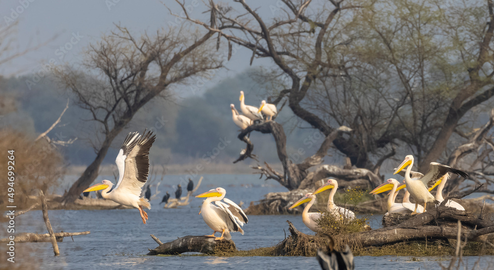 Fototapeta premium Great white pelican (Pelecanus onocrotalus) or rosy pelican bird at forest. Pelican migration in India during winter season.