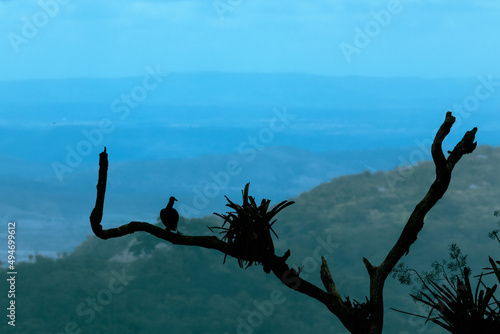 Silhueta de urubu no galho de uma árvore photo