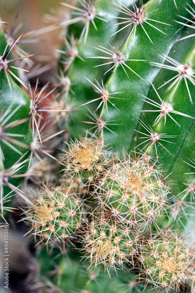 Spikey Cactus Close Up Of Spines and Green Skin Spikey Cactus Close Up Of Spines and Green Skin