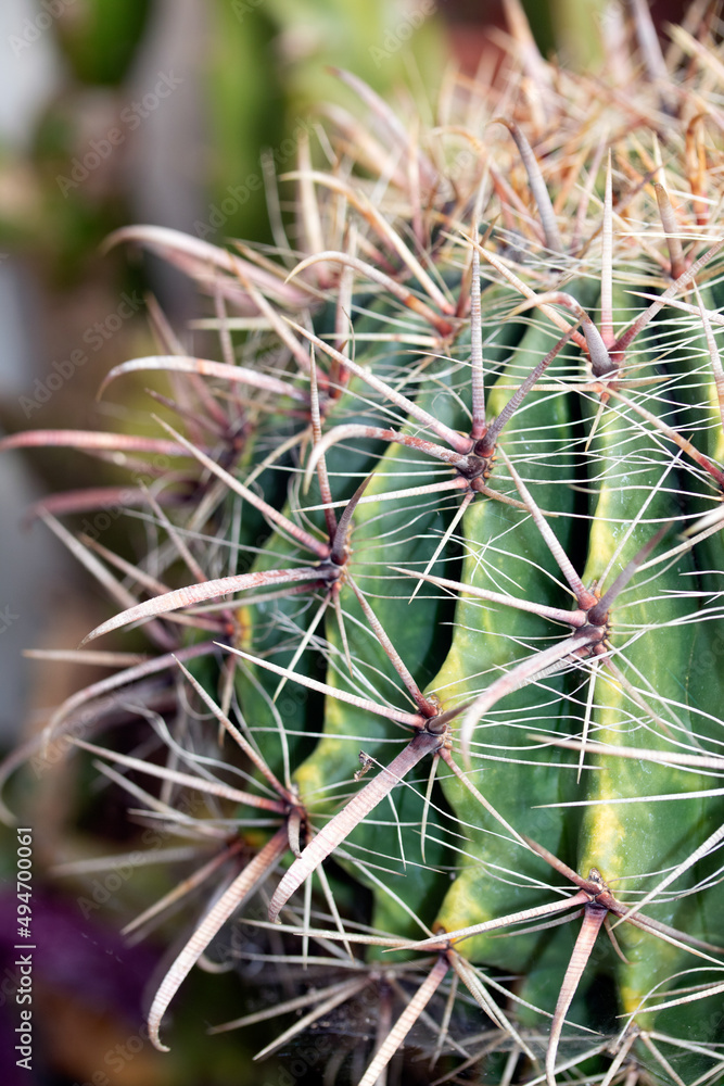Spikey Cactus Close Up Of Spines and Green Skin Spikey Cactus Close Up Of Spines and Green Skin