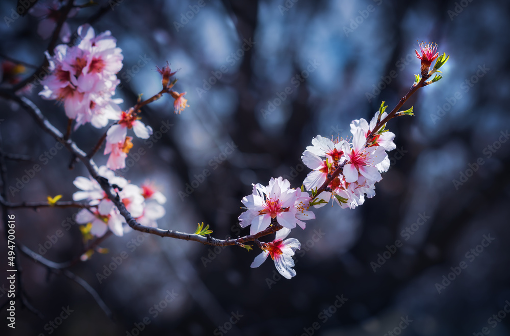 Branches of a flowering almond tree on a dark background. Springtime in Cyprus. Branches of a flowering almond tree on a dark background. Springtime in Cyprus.