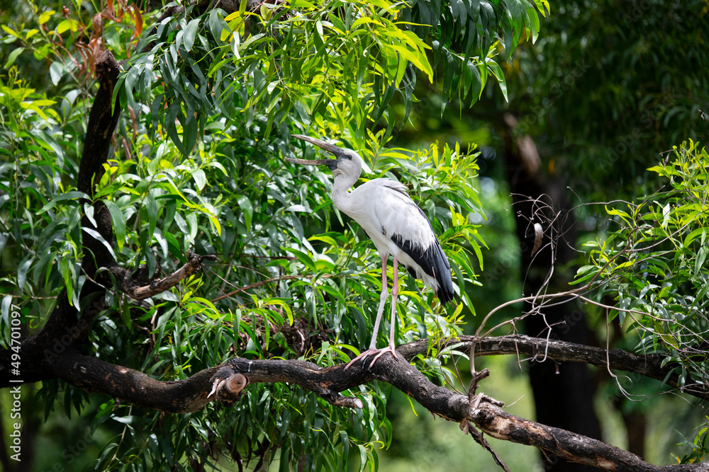 Fototapeta premium Asian Openbill