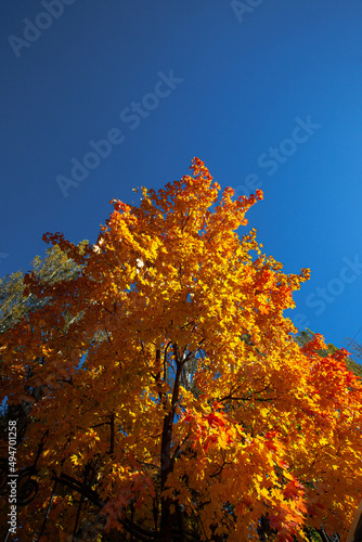 autumn tree in the mountains