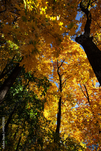 autumn trees in the park