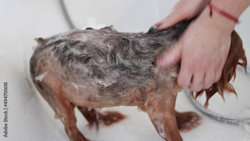 Grooming and washing yorkshire terrier dog at home Grooming and washing yorkshire terrier dog at home
