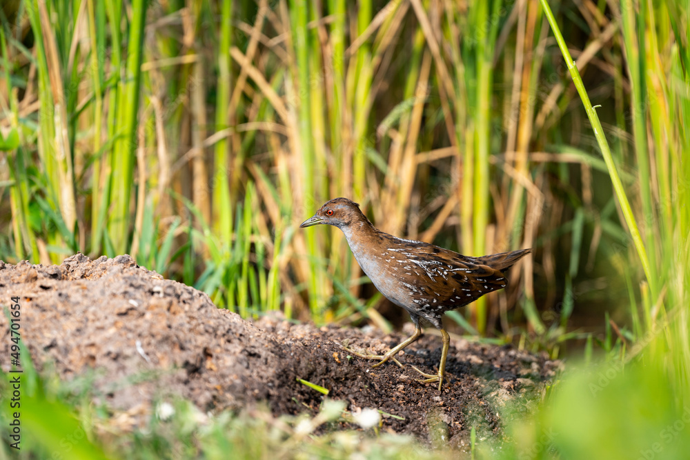 Baillon 's Crake Baillon 's Crake