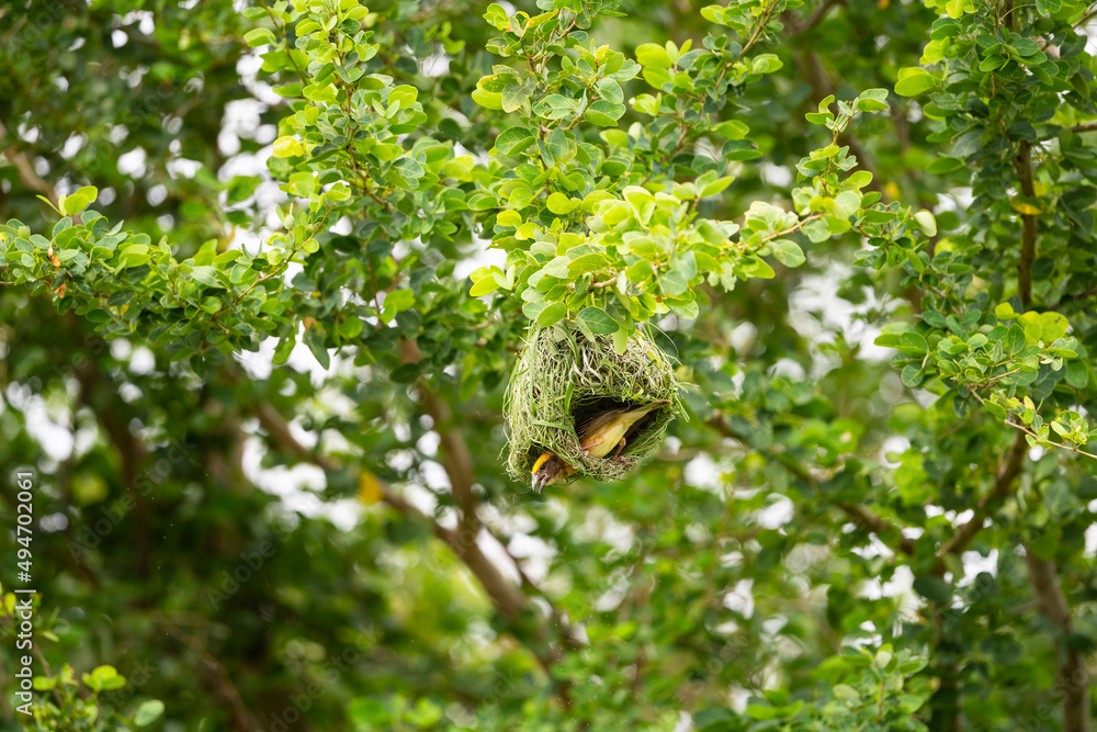 Baya Weaver Baya Weaver