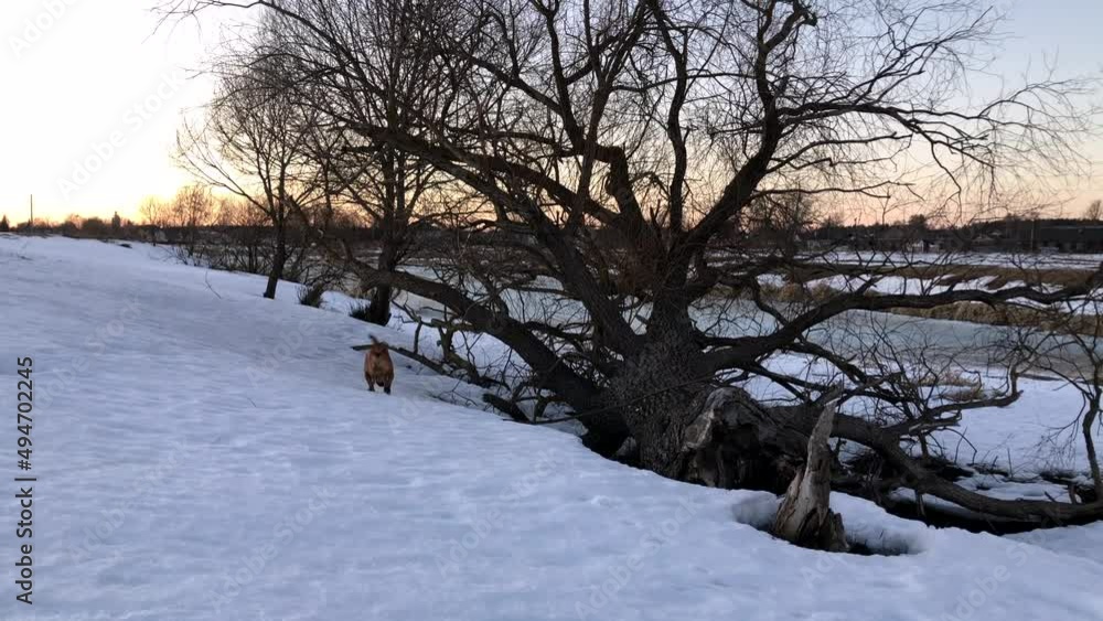 The cutest red three-legged dog without a hind leg cheerfully explores nature near a tree and a river in early spring in the village. Medium shot, March, daylight The cutest red three-legged dog without a hind leg cheerfully explores nature near a tree and a river in early spring in the village. Medium shot, March, daylight