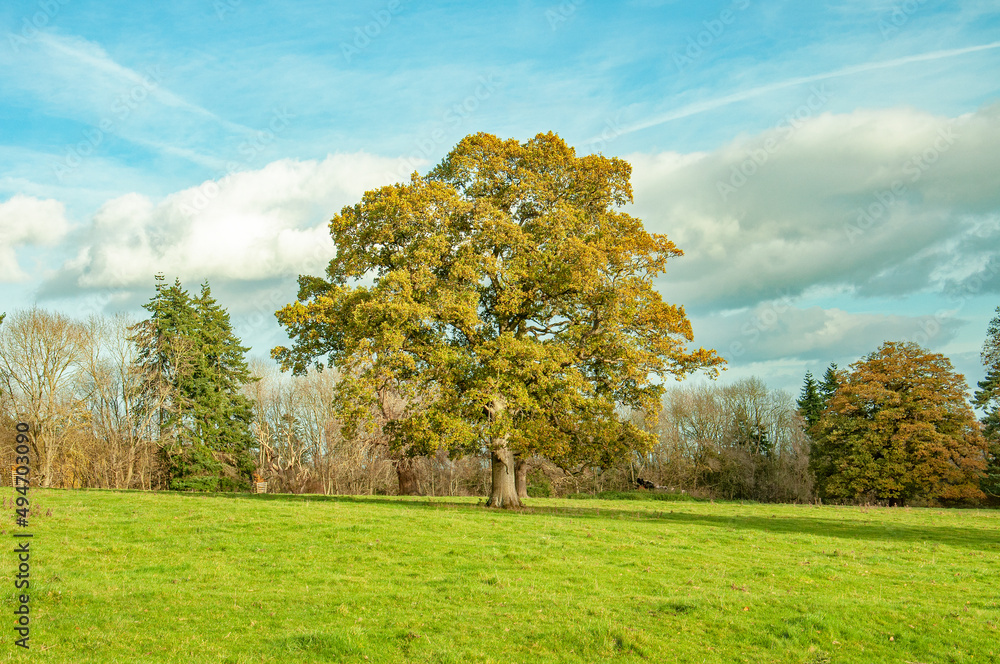Fototapeta premium Autumn trees in the woods.