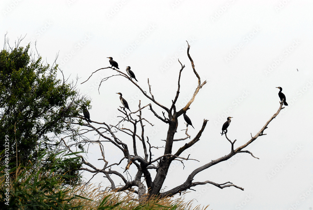 Cormorants on the tree, Black birds on the tree, Poland Cormorants on the tree, Black birds on the tree, Poland