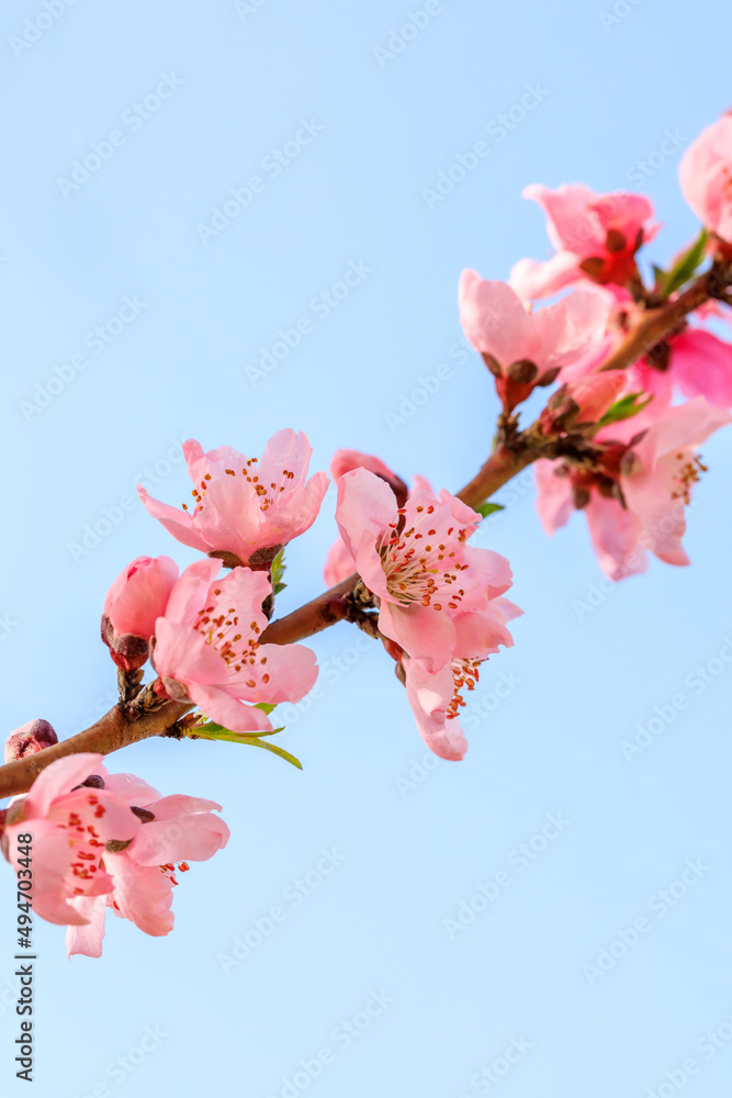 Beautiful peach flowers blossom in spring season. Peach blossom and blue sky background. Beautiful peach flowers blossom in spring season. Peach blossom and blue sky background.