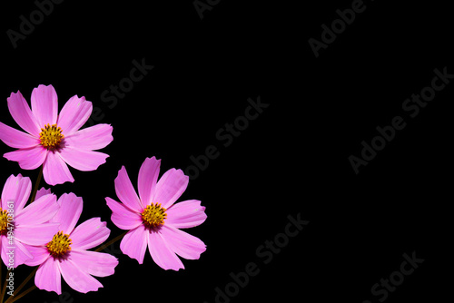 pink cosmos black background, pink flower as a holiday postcard design.