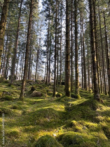 Gr  nevikan Beach and Camping Area Arboretet Botanical Garden Bergen Norway