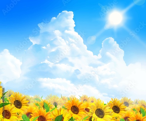 入道雲のある青空に輝く太陽の下美しいひまわりが咲くひまわり畑の初夏フレーム背景素材
