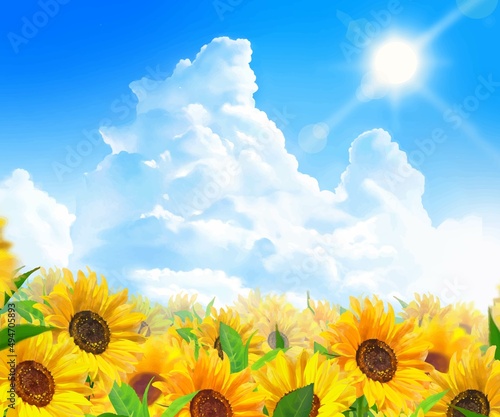 入道雲のある青空に輝く太陽の下美しいひまわりが咲くひまわり畑の初夏フレーム背景素材
