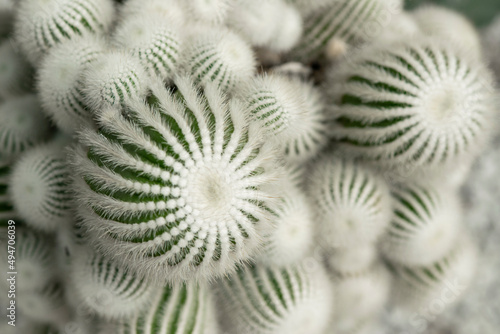 Selective focus of Mammillaria cactus clumping with round shapes and white wool for an ornamental plant in the garden. photo