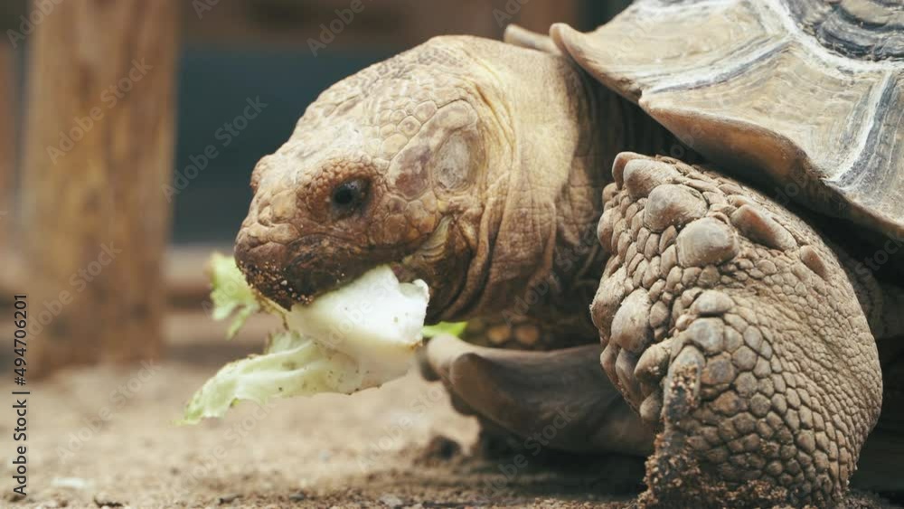 A happy tortoise eating lettuce. A happy tortoise eating lettuce.