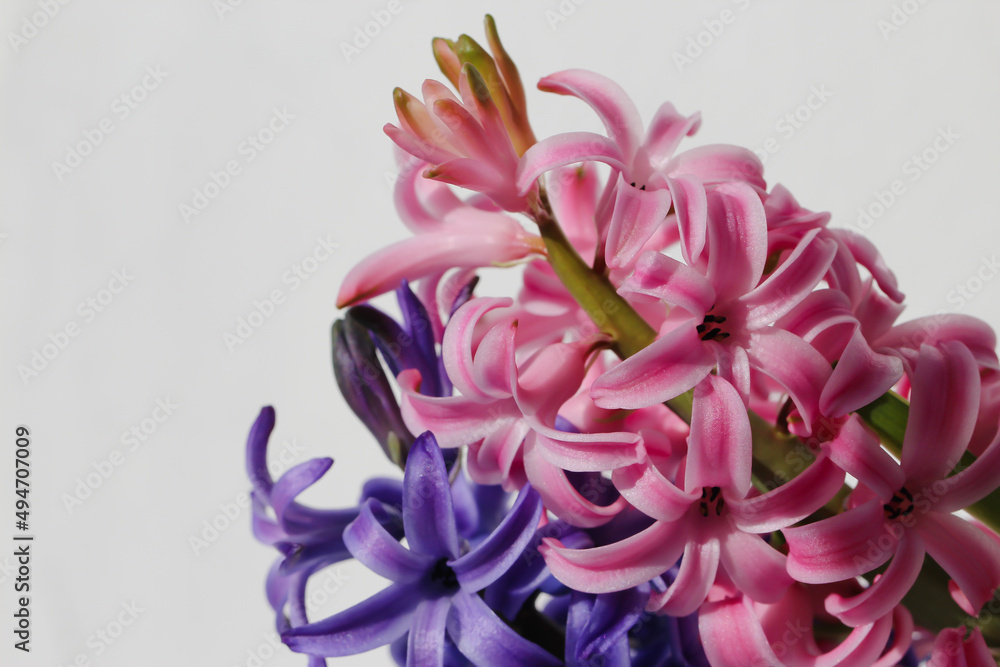 pink and purple Hyacinth flower (common hyacinth, garden hyacinth or Dutch hyacinth) isolated on white, macro 