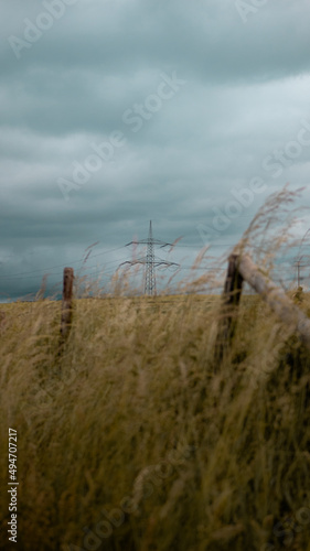 Wheat field with power line  Eifel   Germany 