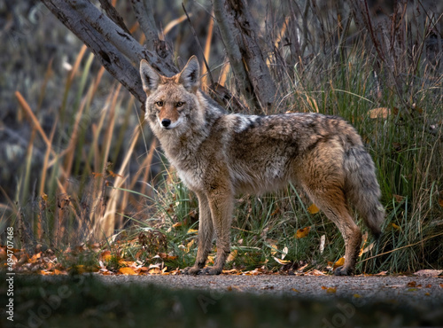 Canvas Print Beautiful photo of a wild coyote out in nature