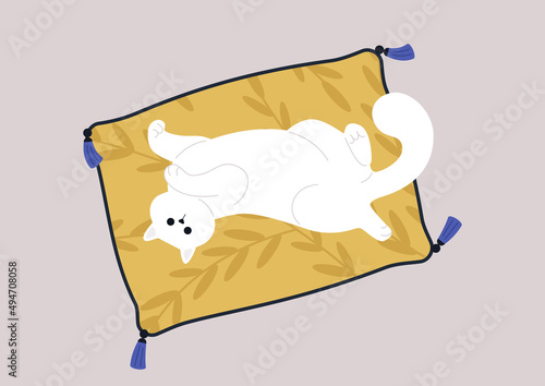 A funny fluffy cat lying on a pillow with their belly up, adorable pets