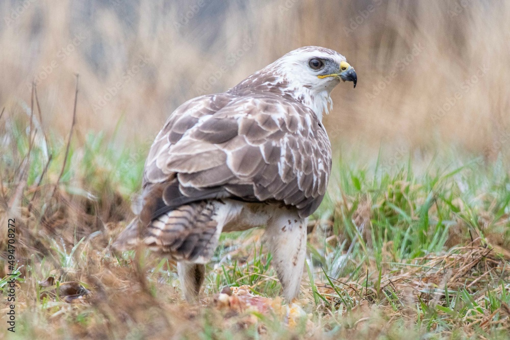 A white common buzzard (Buteo buteo) A white common buzzard (Buteo buteo)